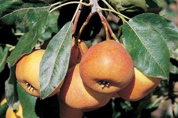 Hybrid Pear Trees