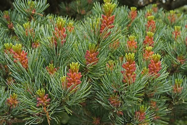 Intermediate Conifers