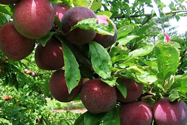 Japanese Plum Trees