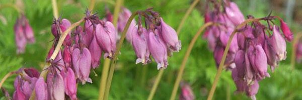 Gardening with Native Plants