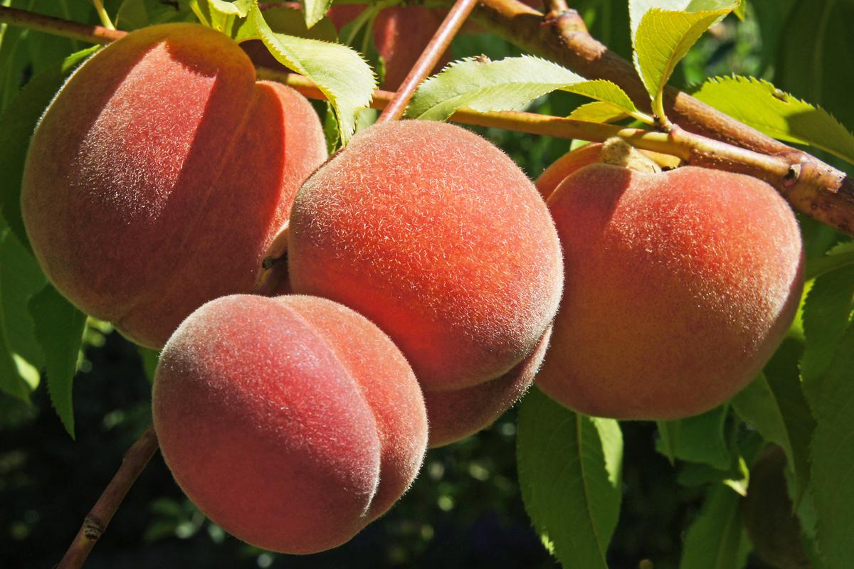 Apricots And Peaches Cloud Mountain Farm Center Nursery