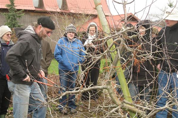 Growing Apples and Pears