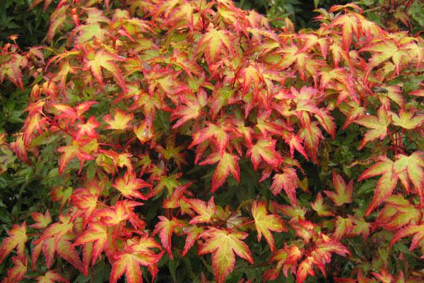 Murasaki Kiyohime Dwarf Maple