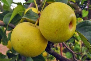 Shinseiki Asian Pear