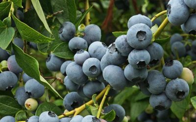 Fruit Fly Maggots in Berries
