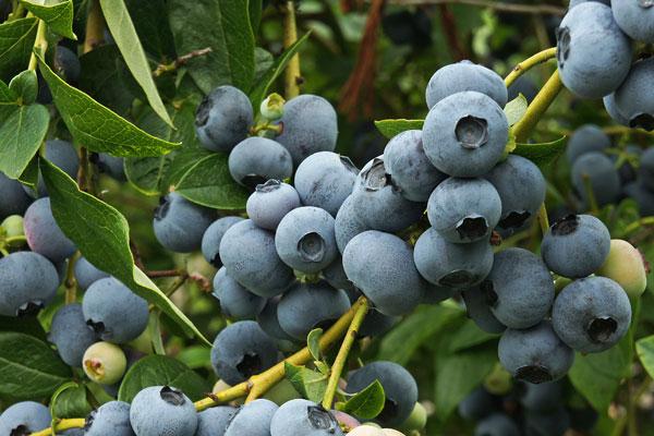 Fruit Fly Maggots in Berries