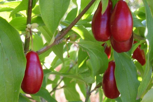 cornus mas red star cornus mas red star