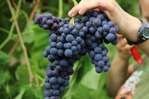 JupiterTable Grape