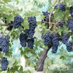 Garanoir Wine Grapevine