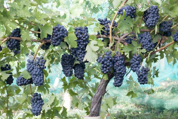 Garanoir Wine Grapevine