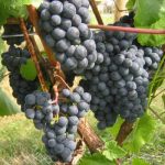 Rondo Red Wine Grapevine