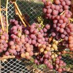Siegerrebe Wine Grapevine