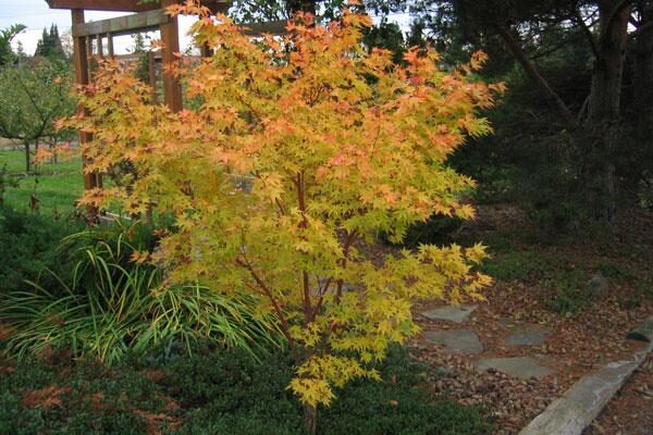 Beni Kawa Coral Bark Maple