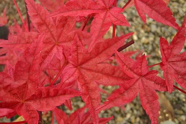 Beni Maiko Japanese Maple