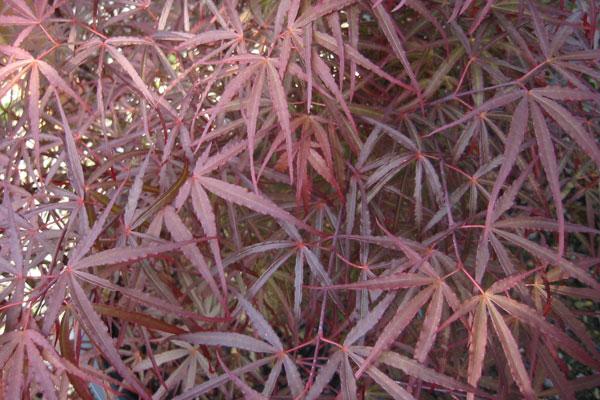 Hubb’s Red Willow Maple