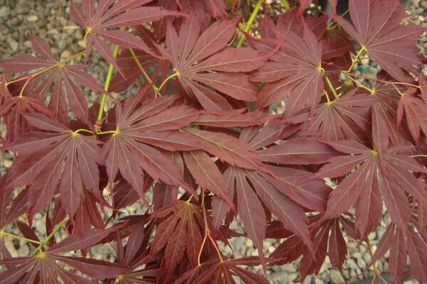 Oshu Shidare Japanese Maple