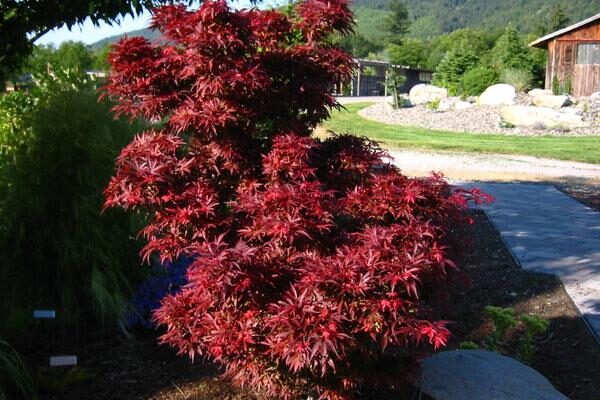 Shaina Japanese Maple