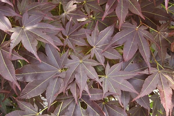 Tsukushigata Japanese Maple