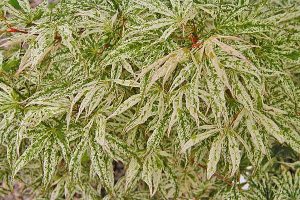 Ukigumo Japanese Maple