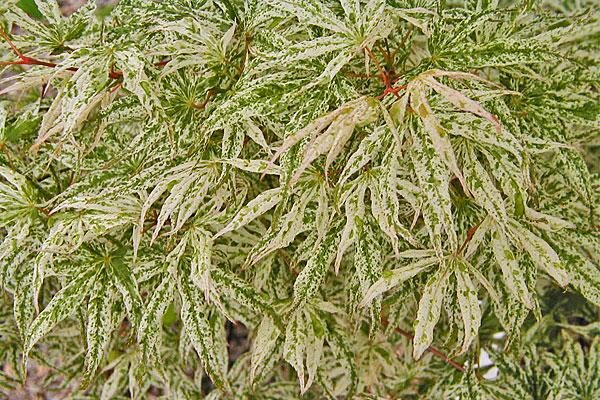 Ukigumo Japanese Maple