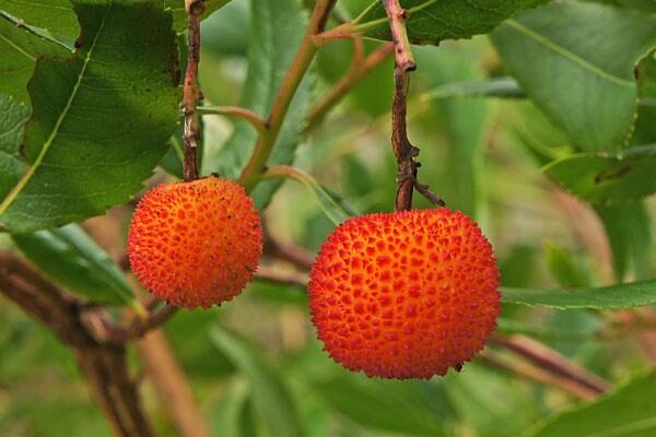 Compact Strawberry Tree