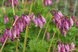 Pacific Bleeding Heart