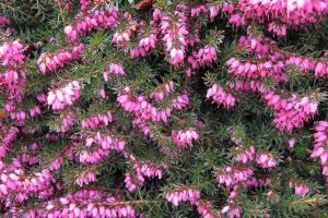 Kramer's Red Winter Heather