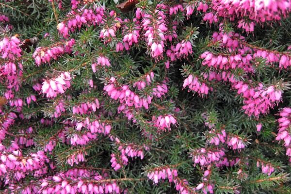 kramer's rote heather in summer