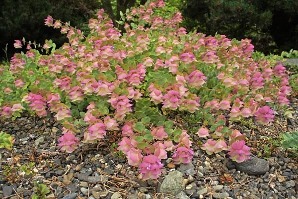 Kent Beauty Oregano