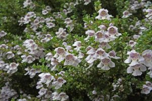 Alpine Bush Mint