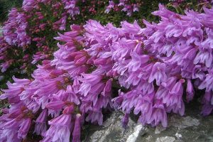 David's Penstemon