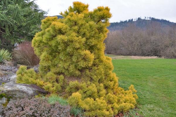 Golden Scots Pine