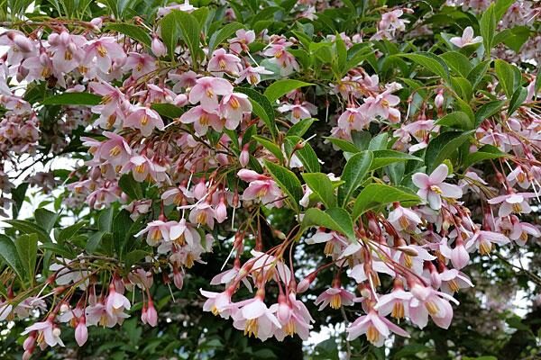 Pink Chimes Snowbell