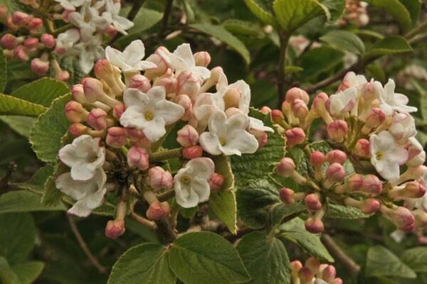 Korean Spice Viburnum