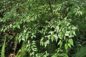 Variegated Hawthorne Maple