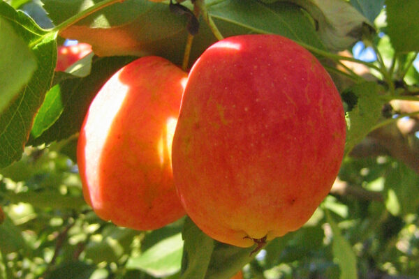 Centennial Edible Crabapple