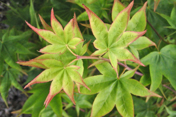 Hogyoku Japanese Maple