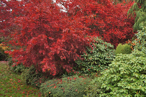 Inazuma Japanese Maple