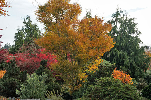 Okushimo Japanese Maple