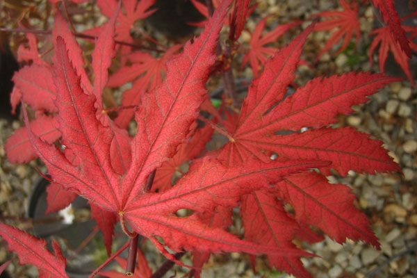 Purple Ghost Japanese Maple