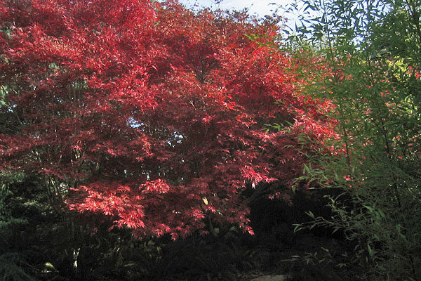 Suminigashi Japanese Maple