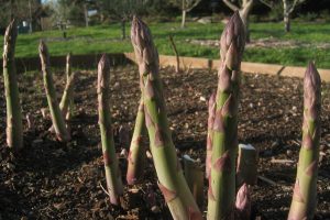 Jersey Knight Asparagus