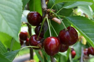 Lapins Sweet Cherry