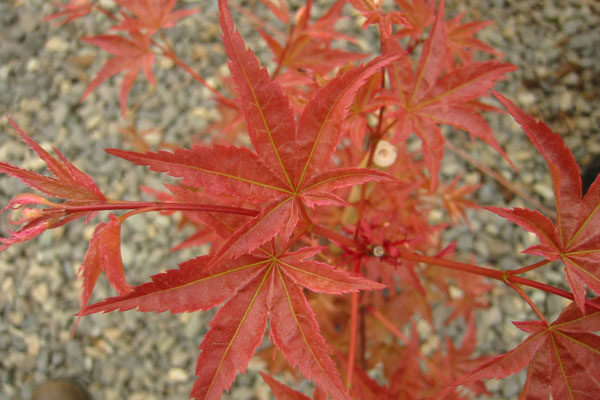 Otame Zakura Japanese Maple