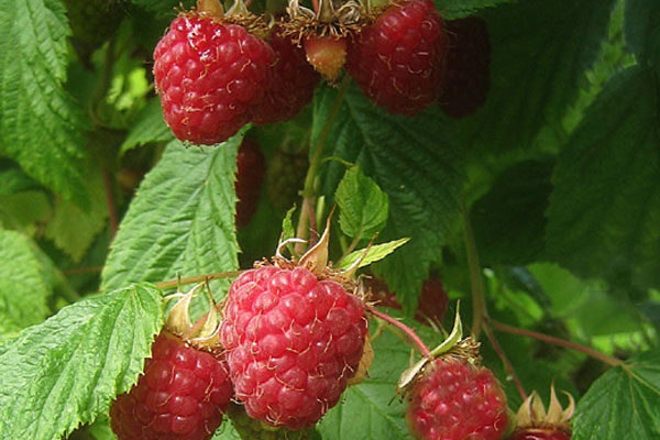 Cascade Delight Raspberry