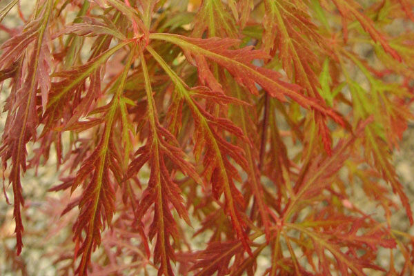 Orangeola Laceleaf Maple