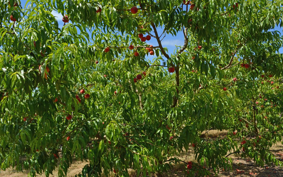 Peach Leaf Curl Resistance