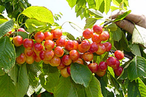 gold sweet cherry