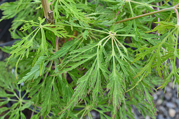 Fairy Lights Japanese Maple
