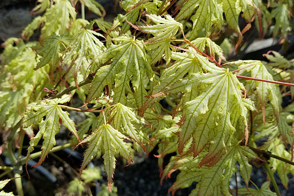 First Ghost Japanese Maple